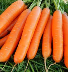 Marchew Romance F1 (1,6-1,8mm) 100 tyś. nasion.jpg