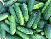 Ogórek Gruntowy Atomic F1 25 tyś. nasion.jpg