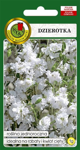 dzierotka biala OK-599-12.jpg
