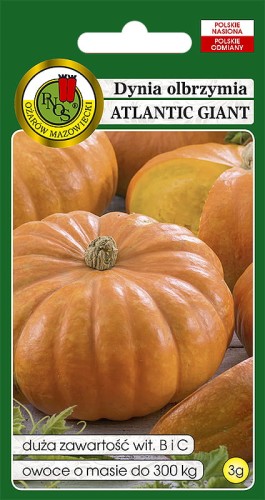 dynia atlantic giant-OW-982-12.jpg