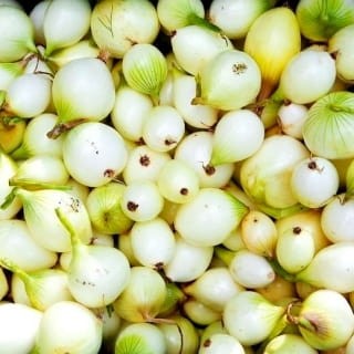 Cebula dymka biała.jpg