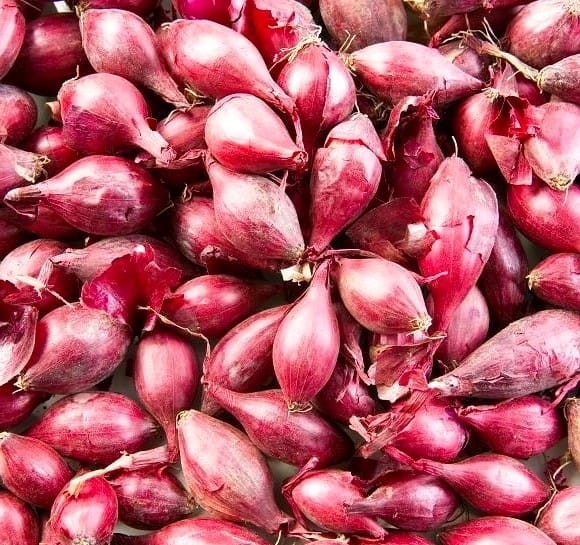 Cebula dymka czerwona.jpg