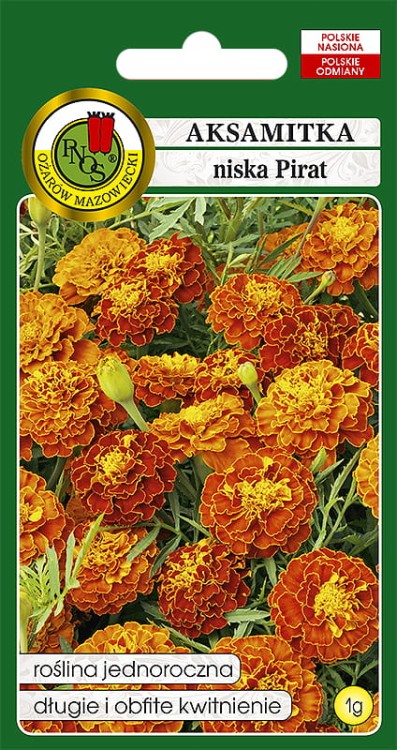 aksamitka niska pirat-OK-610-12.jpg