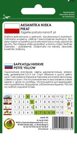 aksamitka niska pirat-OK-610-12-TYL.jpg