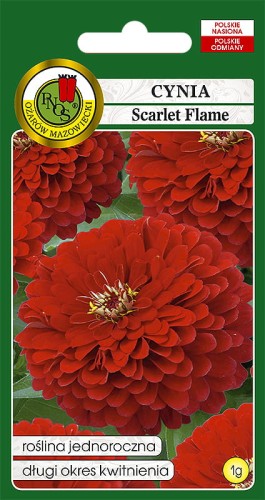 Cynia daliowa Scarlet Flame-OK-381-12.jpg