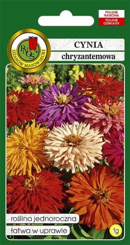 cynia chryzantemowa mix OK-548-12.jpg