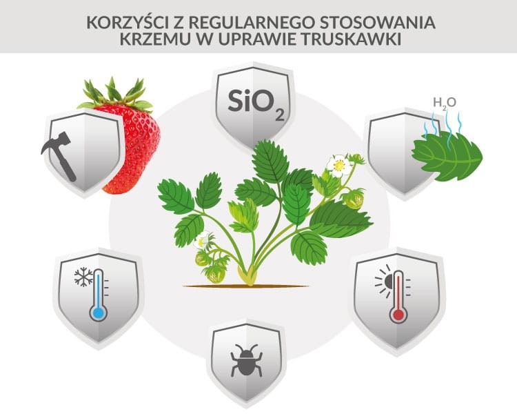 Potasil Plus Krzem baner1.jpg