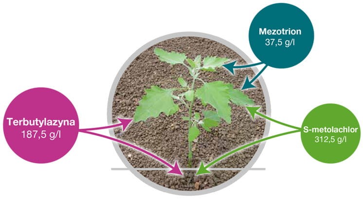 Lumax 537,5 SE 2.jpg