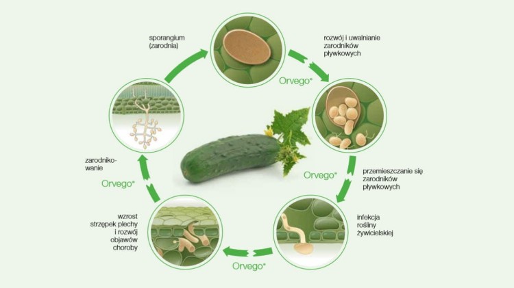 Orvego 525 SC w cyklu rozwojowym mączniaka rzekomego dyniowatych.jpg