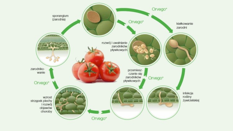 Orvego 535 SC w cyklu rozwojowymzarazy ziemniaka.jpg