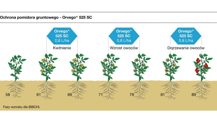 Orvego 525 SC ochrona pomidora gruntowego.jpg