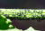 mszyce.png