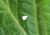 maczlik.png