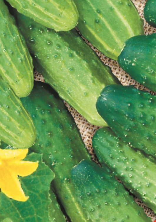 LIVE (Dokument A4)(2).png