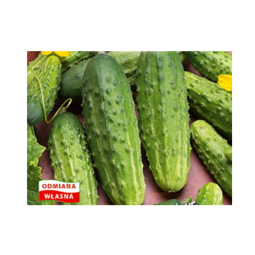 Projekt bez tytułu(11).png