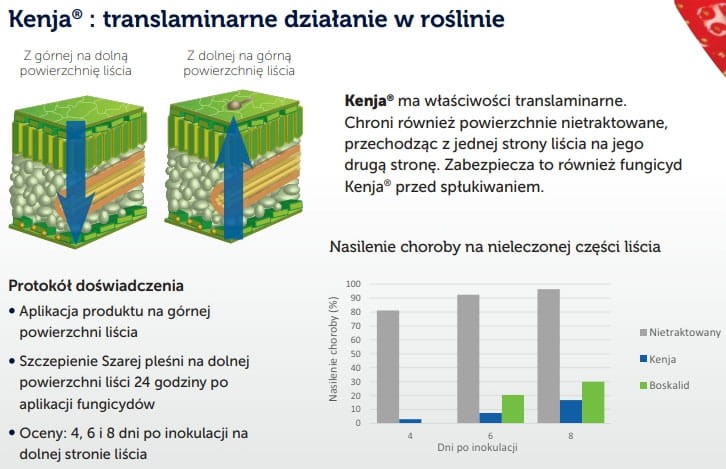 9878Kenja_400sc_fungicyd_truskawka_dzialanie.jpg