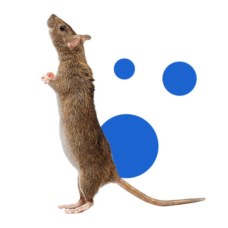 mysz_1000x1000-min.png