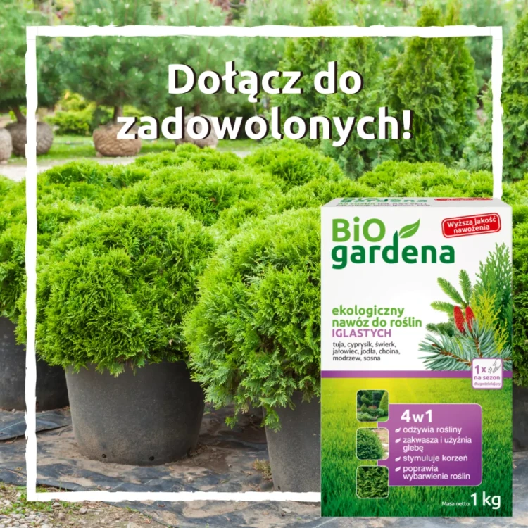 big_iglaki-1kg-png63dd192577c1e.webp