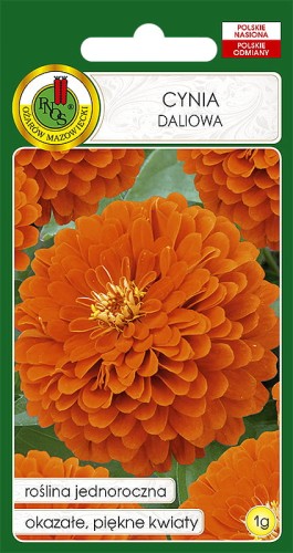 Nasiona-PNOS---Nasiona-kwiatow---Cynia-daliowa-pomaranczowa-eldorado.jpg