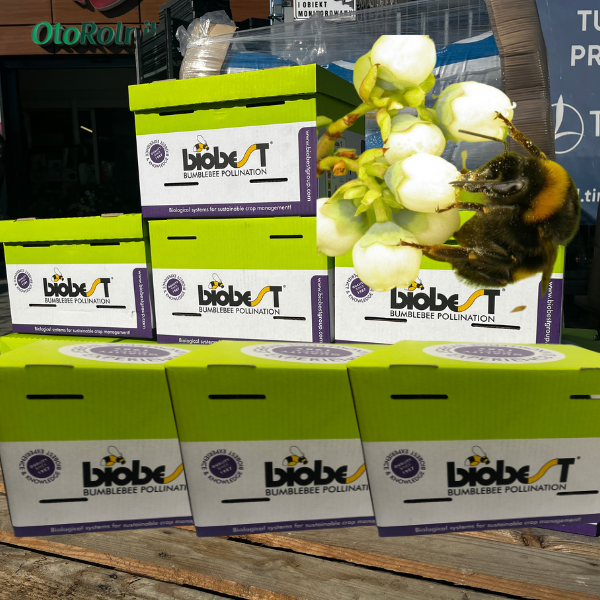 Bez nazwy (600 x 600 px).png