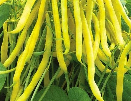 fasola golden goal.jpg